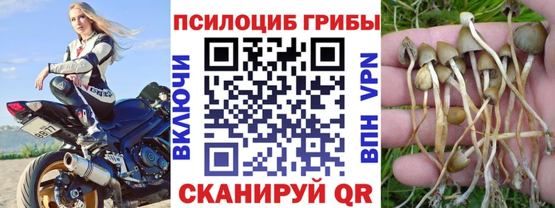 Купить закладки  Велиж  Псилоцибиновые грибы мицелий 